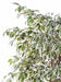 Kunstig Ficus Lianas 180 Cm Indendørs Plante