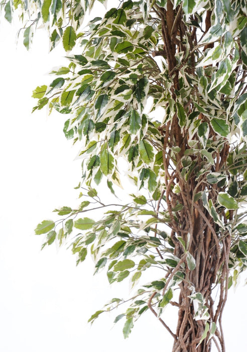 Kunstig Ficus Lianas 180 Cm Indendørs Plante