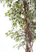 Kunstig Ficus Lianas 180 Cm Indendørs Plante