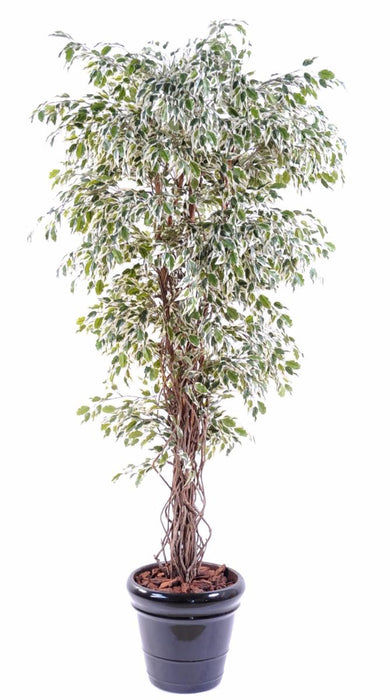 Kunstig Ficus Lianas 180 Cm Indendørs Plante