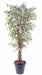 Kunstig Ficus Lianas 180 Cm Indendørs Plante