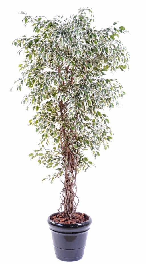 Kunstig Ficus Lianas 180 Cm Indendørs Plante