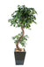 Kunstig Ficus Lianas 180 Cm Indendørs Plante