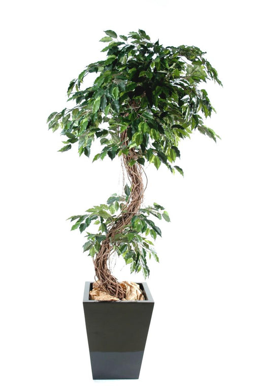 Kunstig Ficus Lianas 180 Cm Indendørs Plante