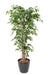 Kunstig Ficus Lianas 180 Cm Grøn Indendørs Plante