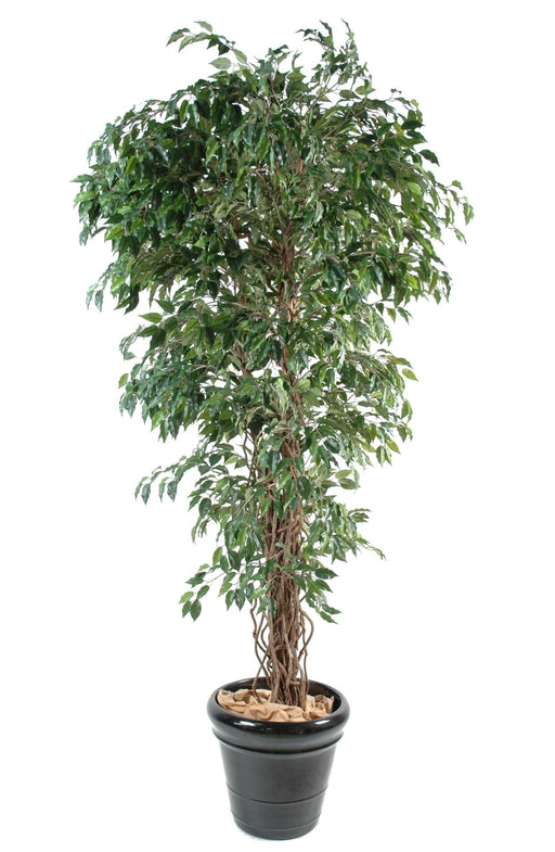 Kunstig Ficus Lianas 180 Cm Grøn Indendørs Plante