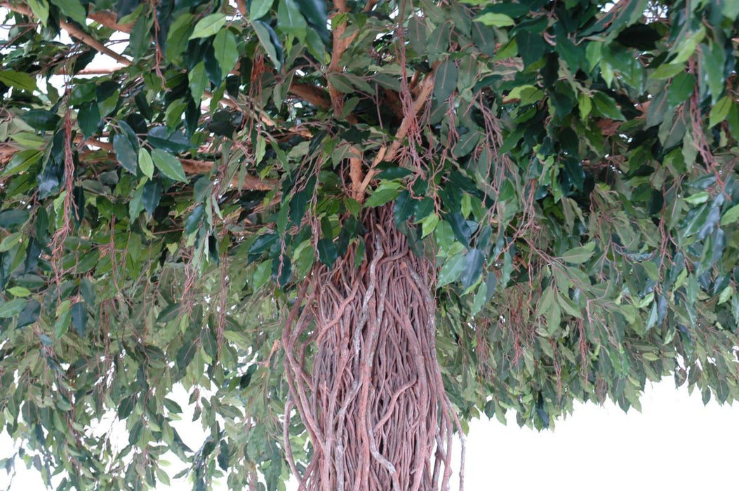 Kunstig Ficus Lianas Paraply 320 Cm Indendørs Plante
