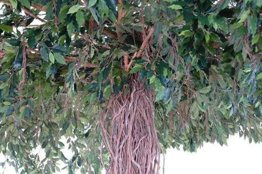 Kunstig Ficus Lianas Paraply 320 Cm Indendørs Plante