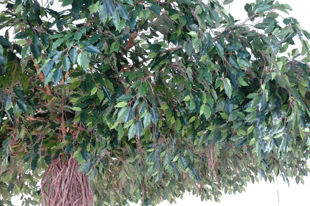Kunstig Ficus Lianas Paraply 320 Cm Indendørs Plante