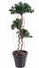 Kunstig Ficus Microcarpa 170 Cm Indendørs Plante