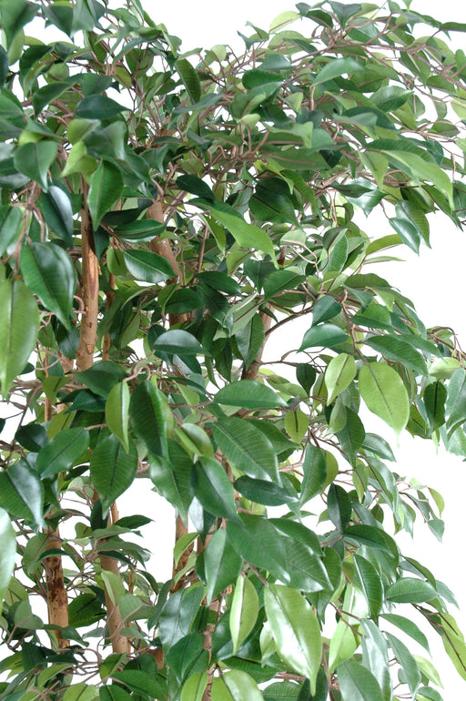 Kunstig Ficus Flerstammede 150 Cm Indendørs Plante