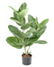 Kunstig Ficus Audrey 62 Cm Indendørs Plante