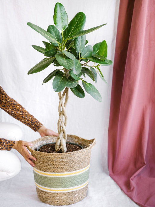Ficus Benghalensis Audrey Flettet Trunk H120Cm