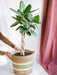 Ficus Benghalensis Audrey Flettet Trunk H120Cm