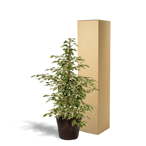 Ficus Benjamina Twilight Og Dens Naturlige Sorte Kurv H95Cm