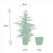 Ficus Benjamina Twilight Og Dens Naturlige Sorte Kurv H95Cm