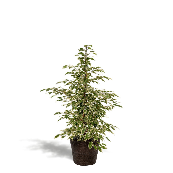Ficus Benjamina Twilight Og Dens Naturlige Sorte Kurv H95Cm