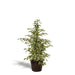 Ficus Benjamina Twilight Og Dens Naturlige Sorte Kurv H95Cm
