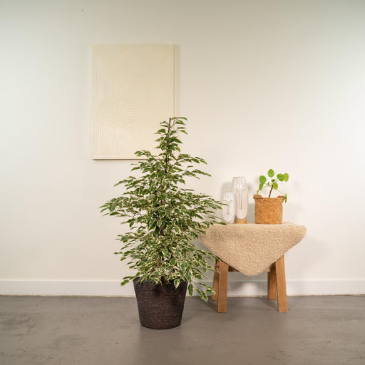 Ficus Benjamina Twilight Og Dens Naturlige Sorte Kurv H95Cm