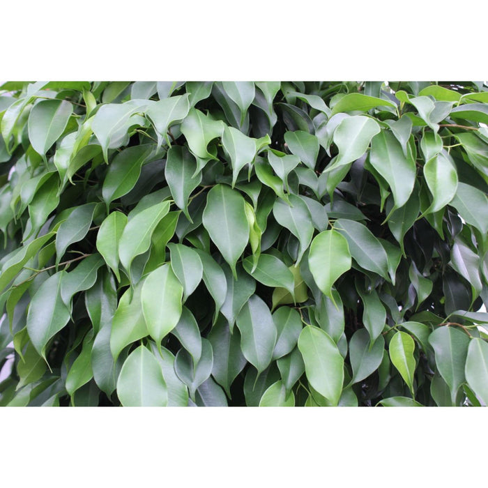 Ficus Kuglesøjle