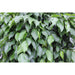 Ficus Kuglesøjle