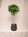 Ficus Kuglesøjle