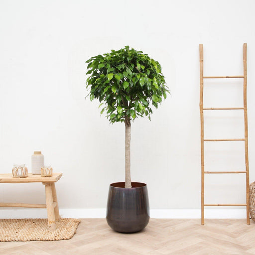 Ficus Kuglesøjle