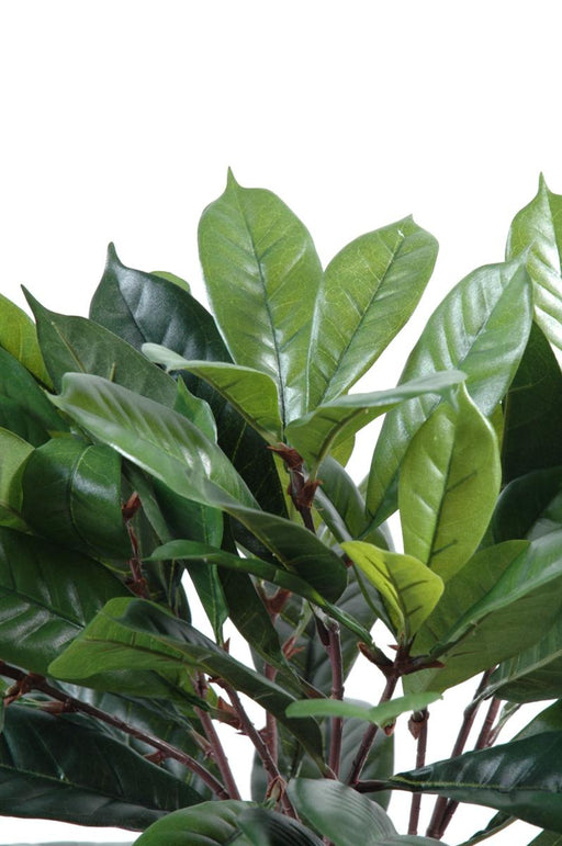 Kunstig Ficus Cyathistipula 50 Cm Tæt Løv