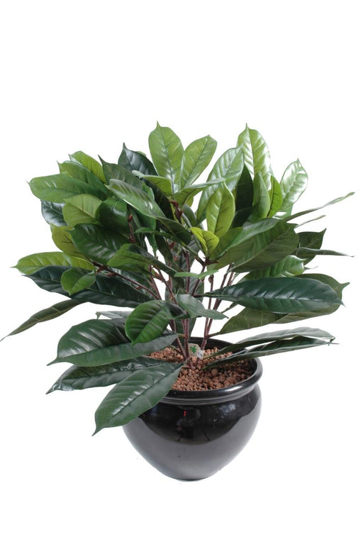 Kunstig Ficus Cyathistipula 50 Cm Tæt Løv