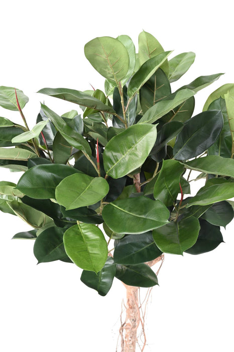 Kunstig Ficus Elastica Til Indretning 160Cm
