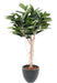 Kunstig Ficus Elastica Til Indretning 160Cm