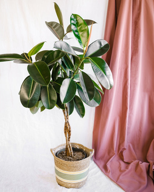 Ficus Elastica Bourgogne Flettet Stamme H100Cm