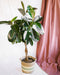 Ficus Elastica Bourgogne Flettet Stamme H100Cm