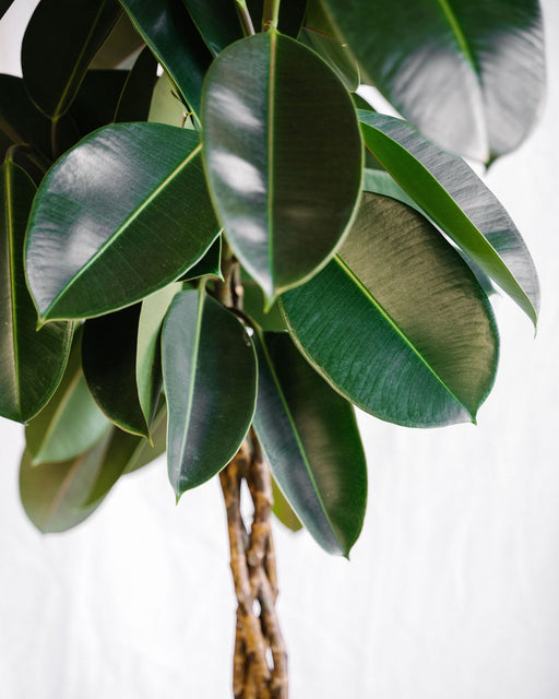 Ficus Elastica Bourgogne Flettet Stamme H100Cm