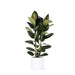 Ficus Elastica Robusta Og Dens Gryde