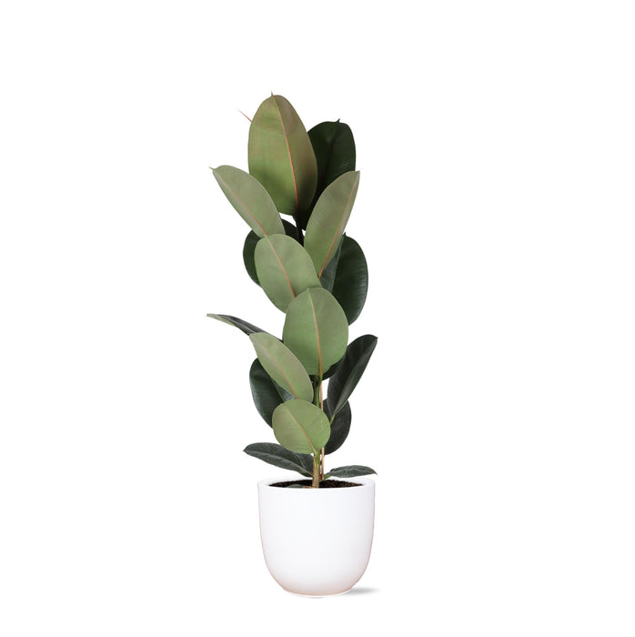 Ficus Elastica Robusta Og Dens Gryde