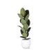 Ficus Elastica Robusta Og Dens Gryde