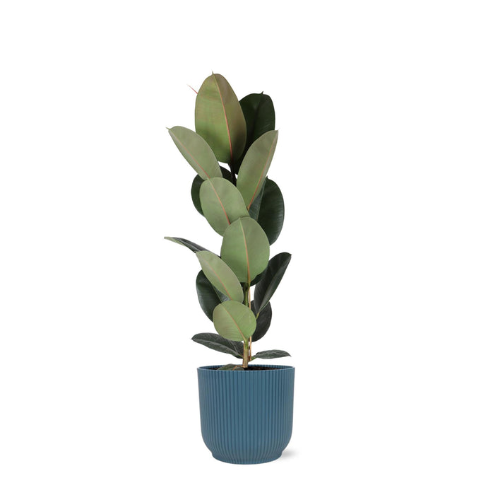 Ficus Elastica Robusta Og Dens Gryde