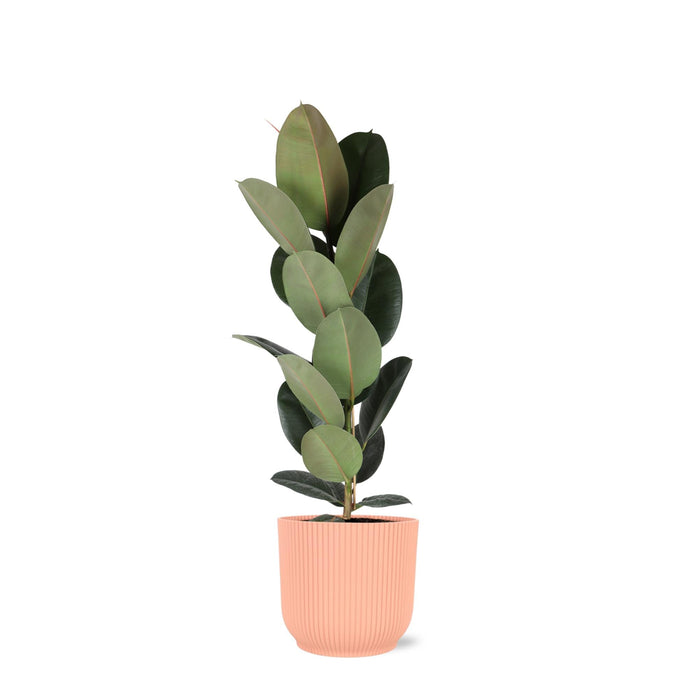 Ficus Elastica Robusta Og Dens Gryde