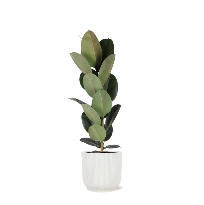 Ficus Elastica Robusta Og Dens Gryde