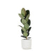 Ficus Elastica Robusta Og Dens Gryde