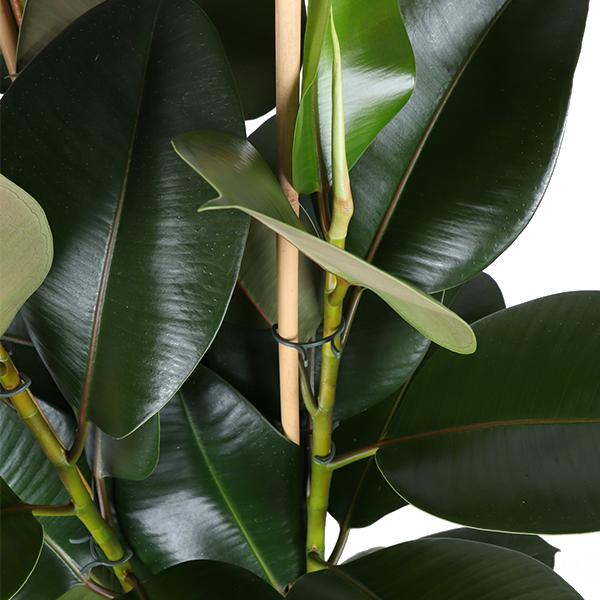 Ficus Elastica Robusta Og Dens Gryde
