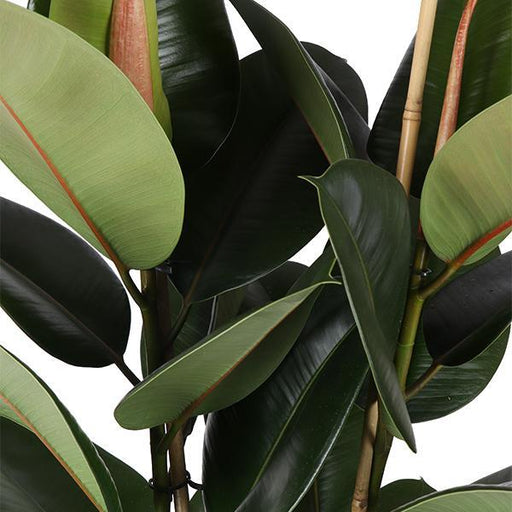 Ficus Elastica Robusta Og Dens Gryde
