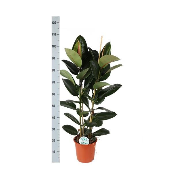 Ficus Elastica Robusta Og Dens Gryde