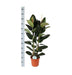 Ficus Elastica Robusta Og Dens Gryde