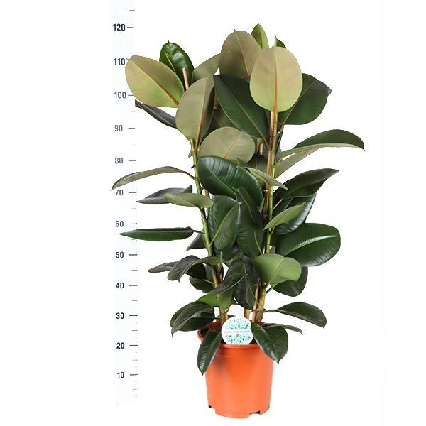 Ficus Elastica Robusta Og Dens Gryde
