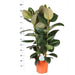 Ficus Elastica Robusta Og Dens Gryde