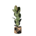 Ficus Elastica Robusta Og Dens Gryde