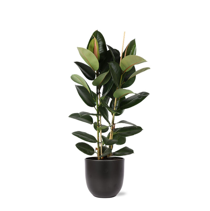 Ficus Elastica Robusta Og Dens Gryde