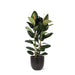 Ficus Elastica Robusta Og Dens Gryde